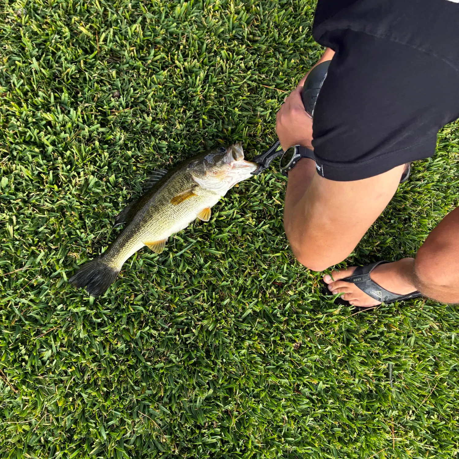 Largemouth bass caught on Fishbrain
