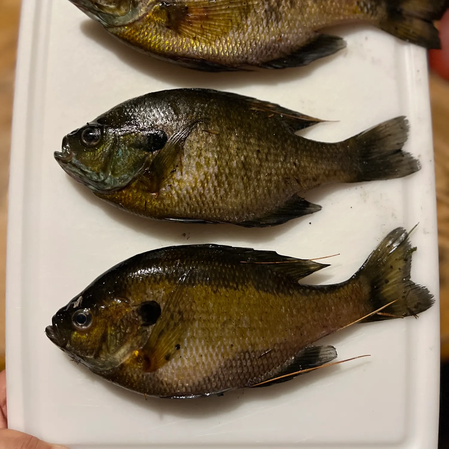 recently logged catches