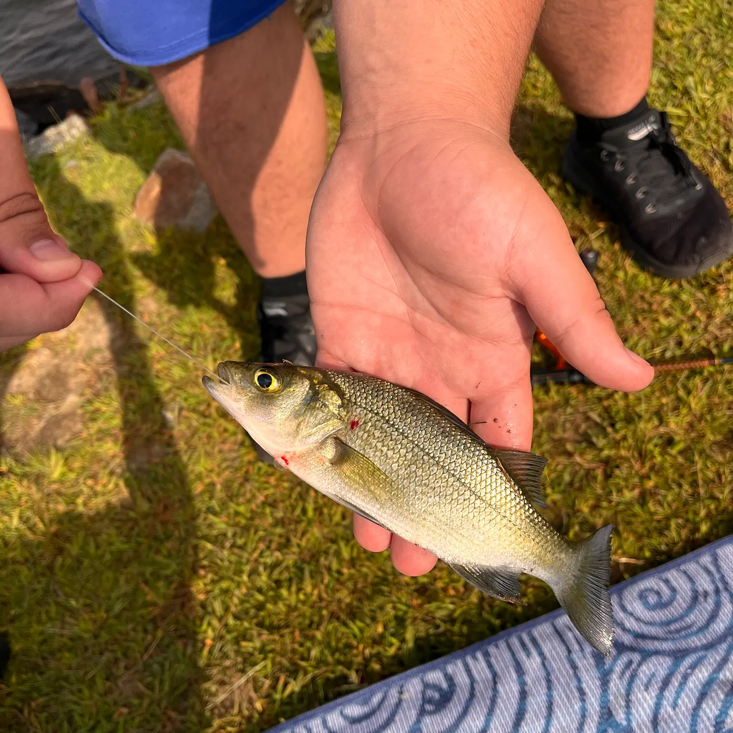 catch