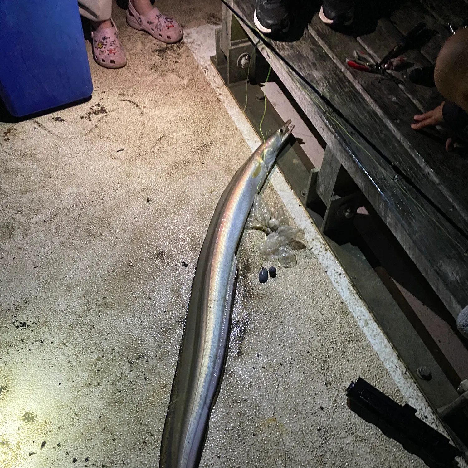 The most recent Common pike conger catches on Fishbrain