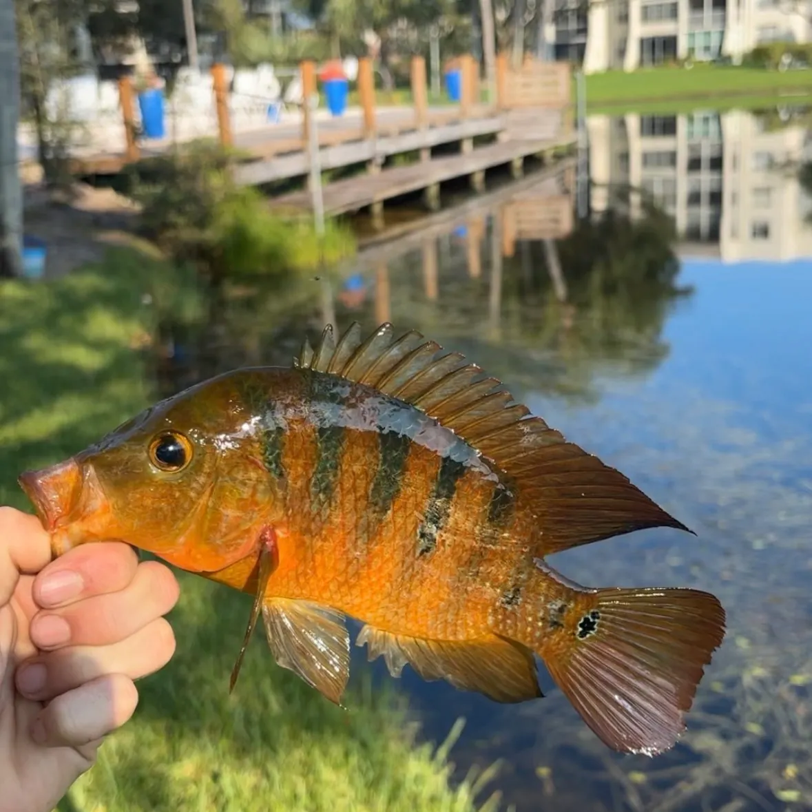 Mayan cichlid caught on Fishbrain