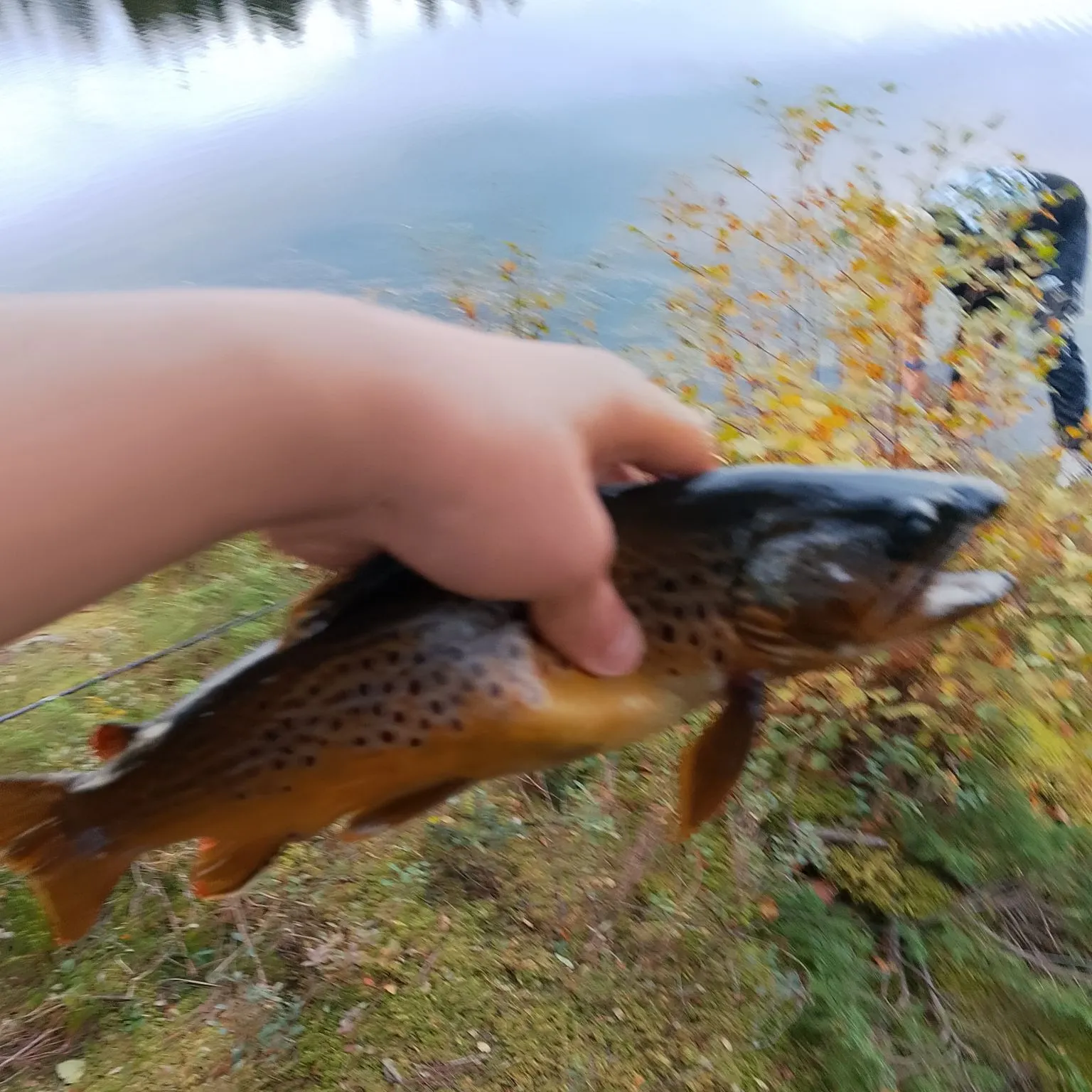 Brown trout caught on Fishbrain