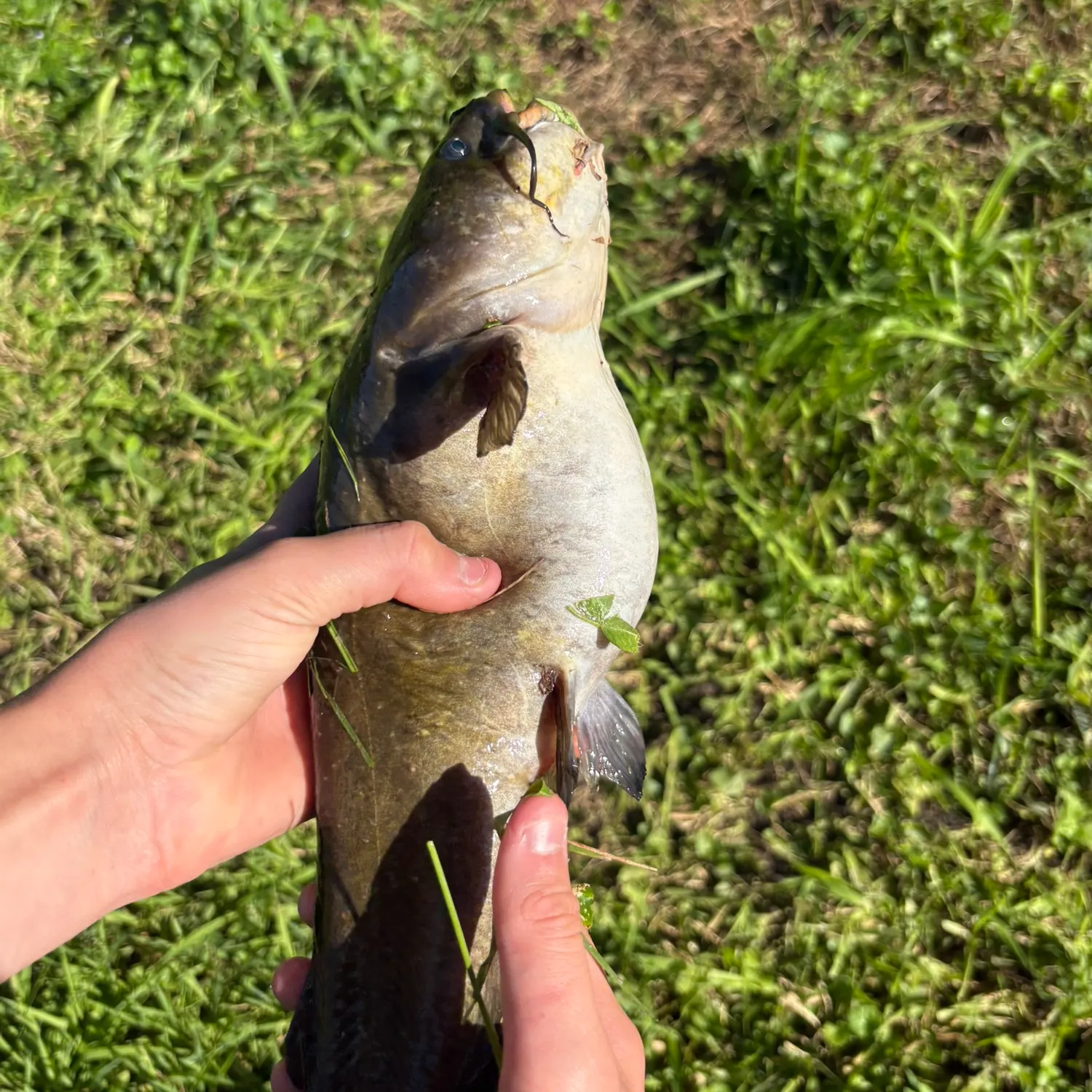 Yellow bullhead caught on Fishbrain