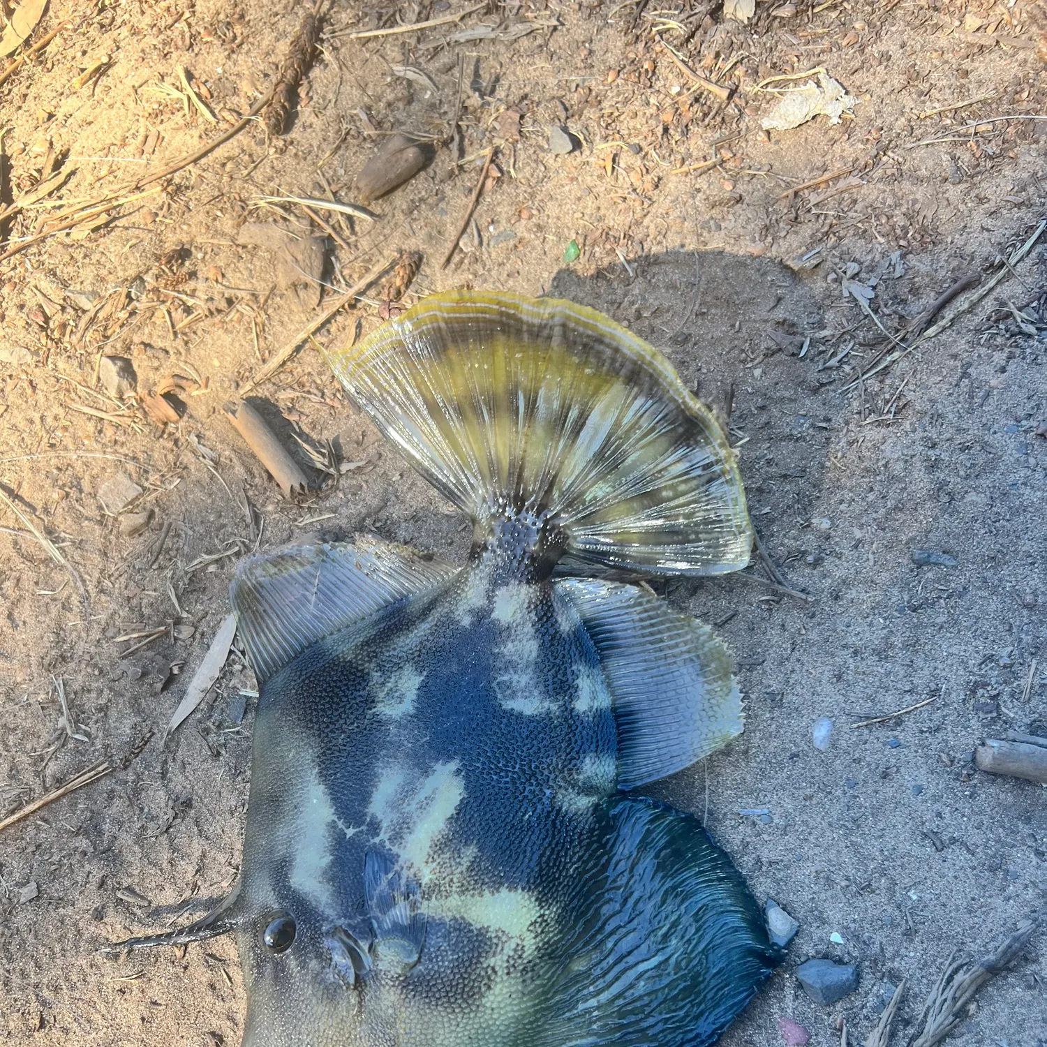 The most recent Yellowfin leatherjacket catches on Fishbrain