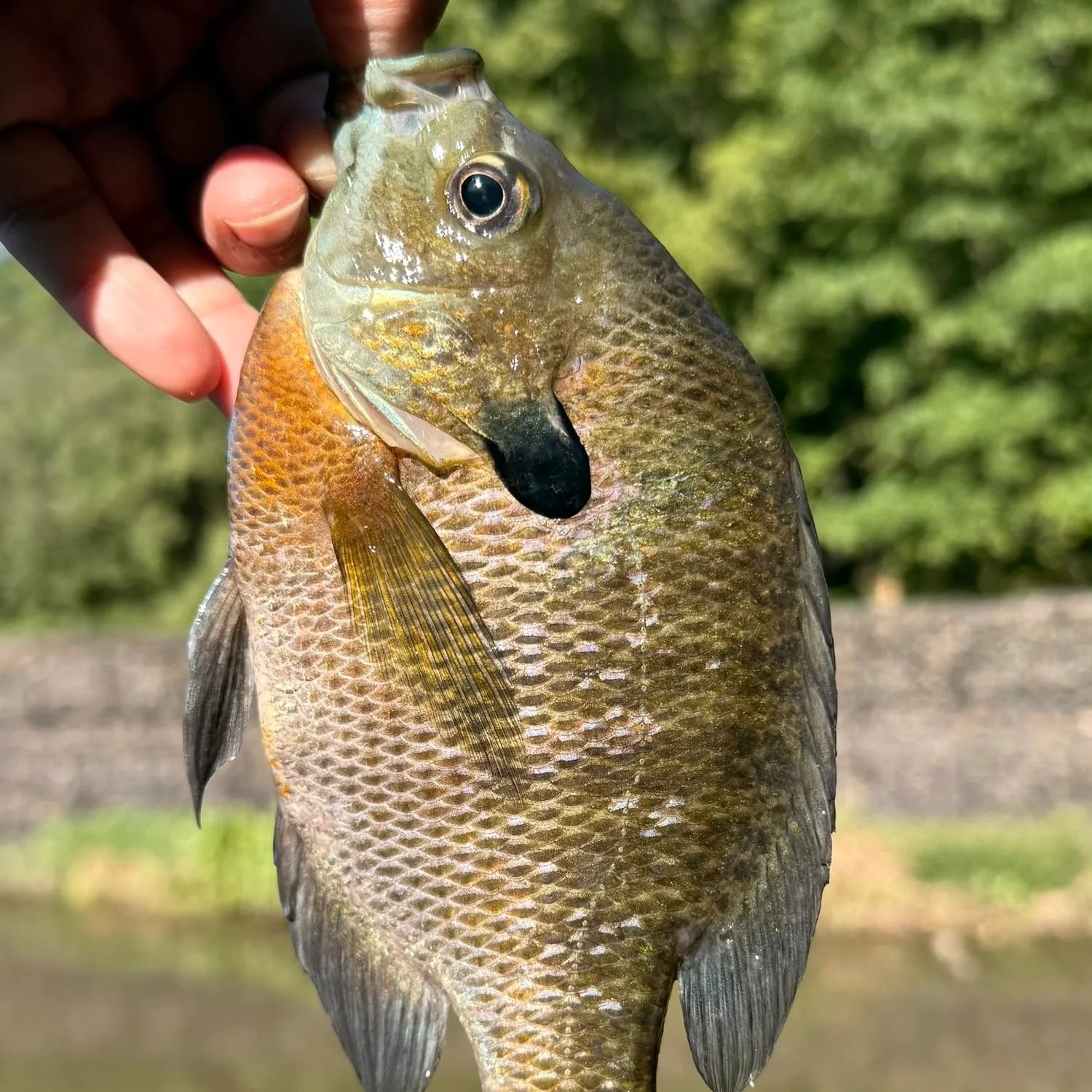 Bluegill caught on Fishbrain
