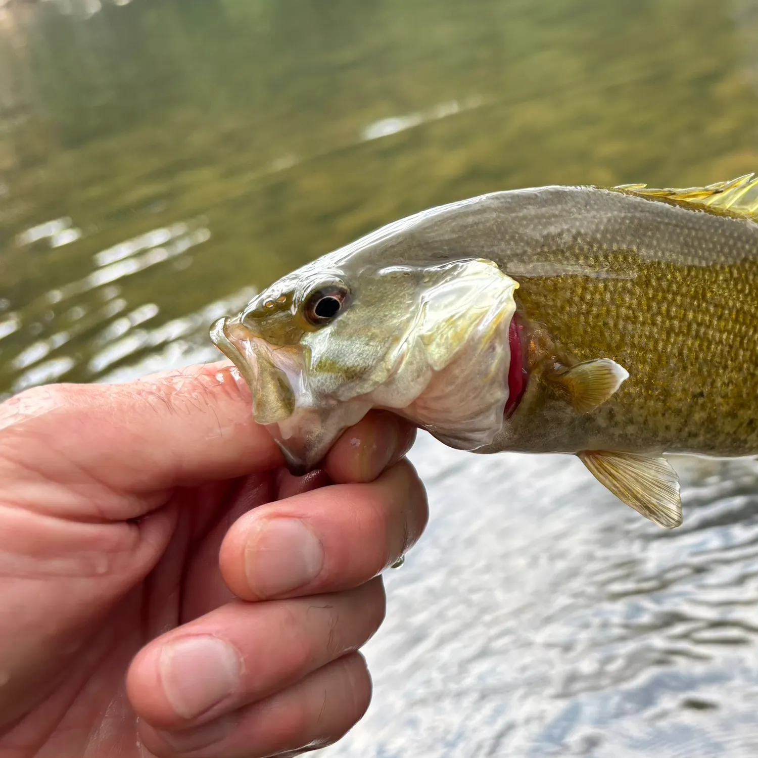 Smallmouth bass caught on Fishbrain