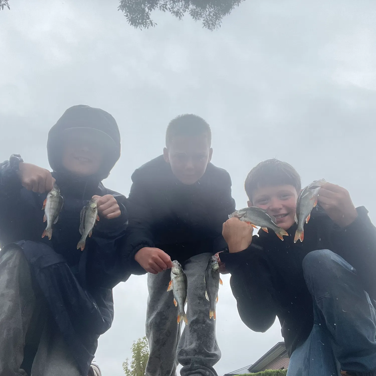 The most recent European perch catches on Fishbrain