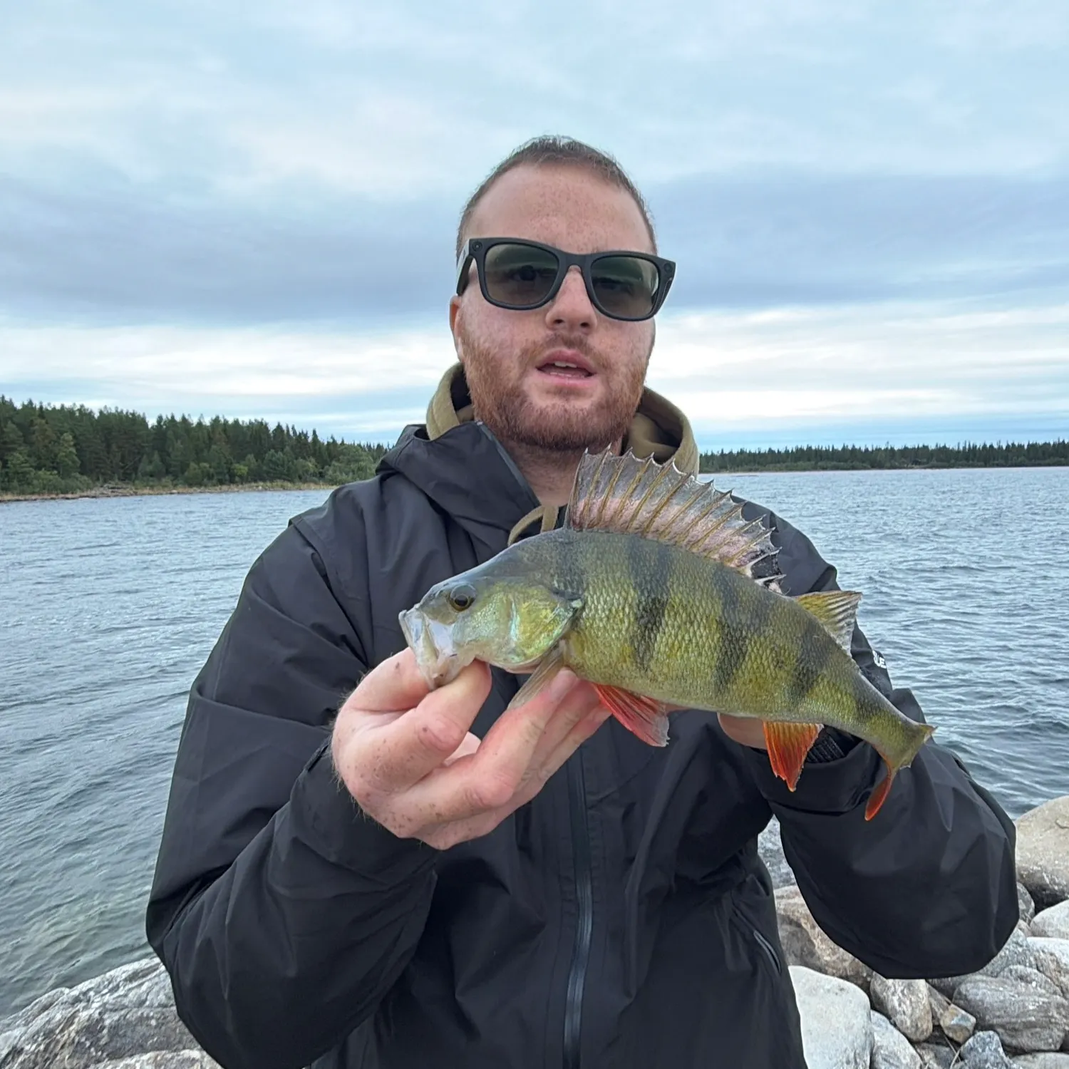 European perch caught on Fishbrain