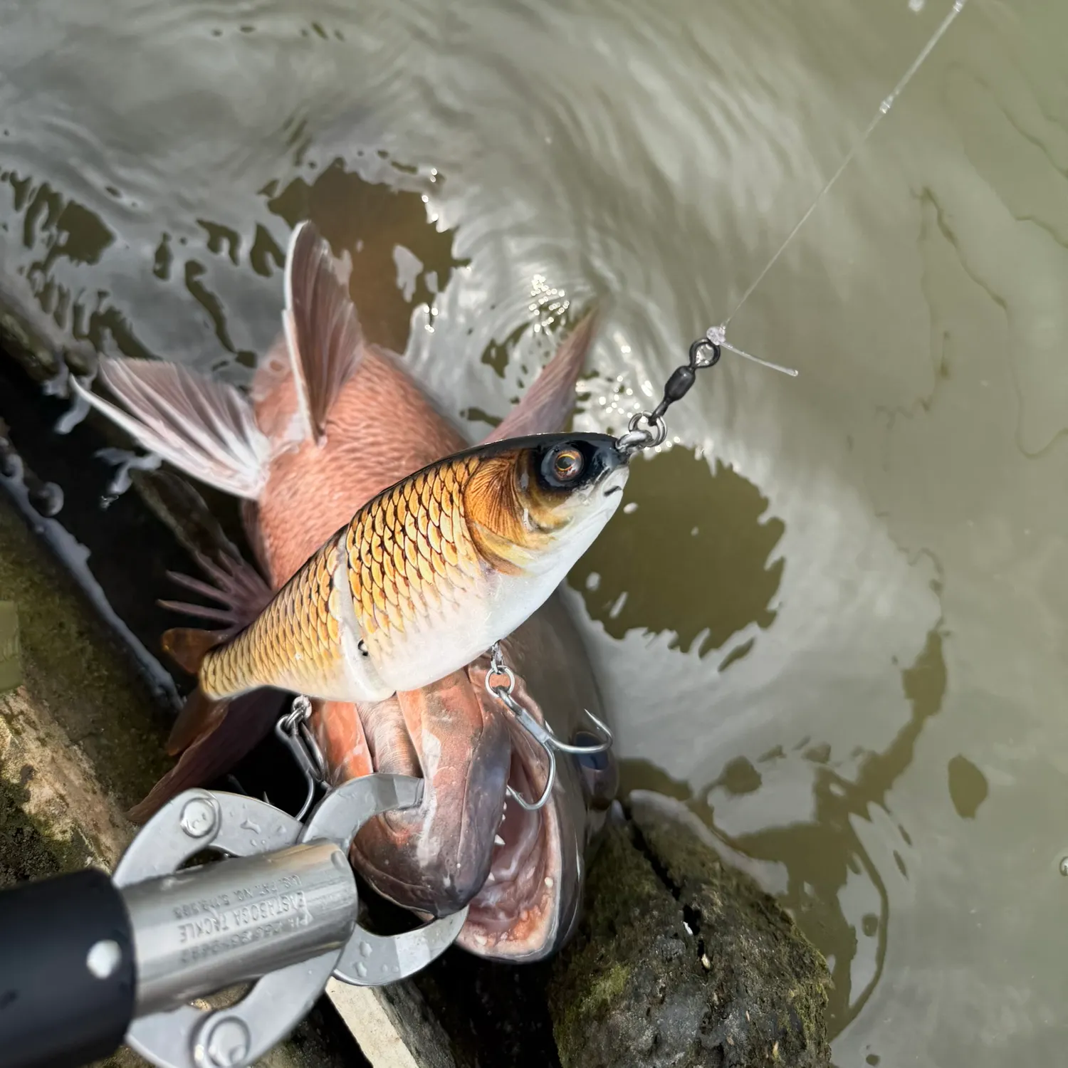 Fish caught on Fishbrain