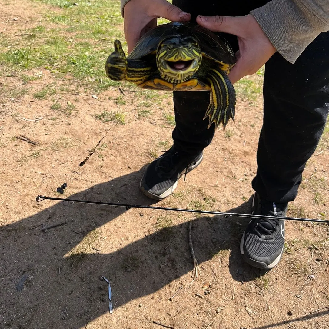 Pond slider turtle caught on Fishbrain