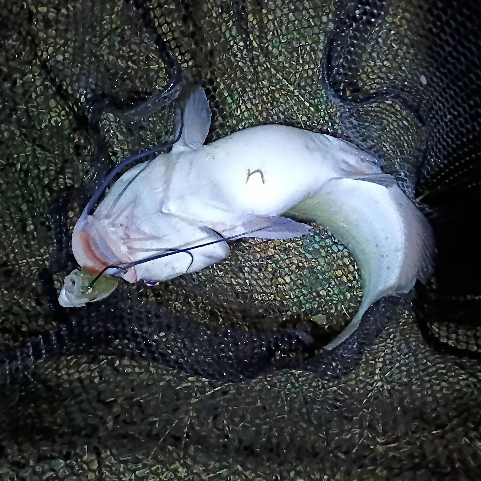 Channel catfish caught on Fishbrain