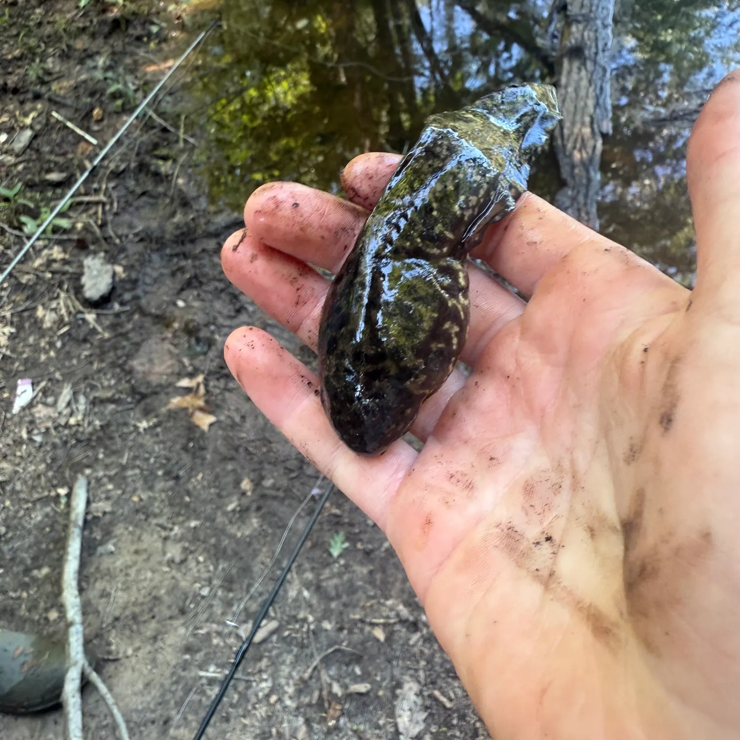 The most recent Tadpole whiptail catches on Fishbrain