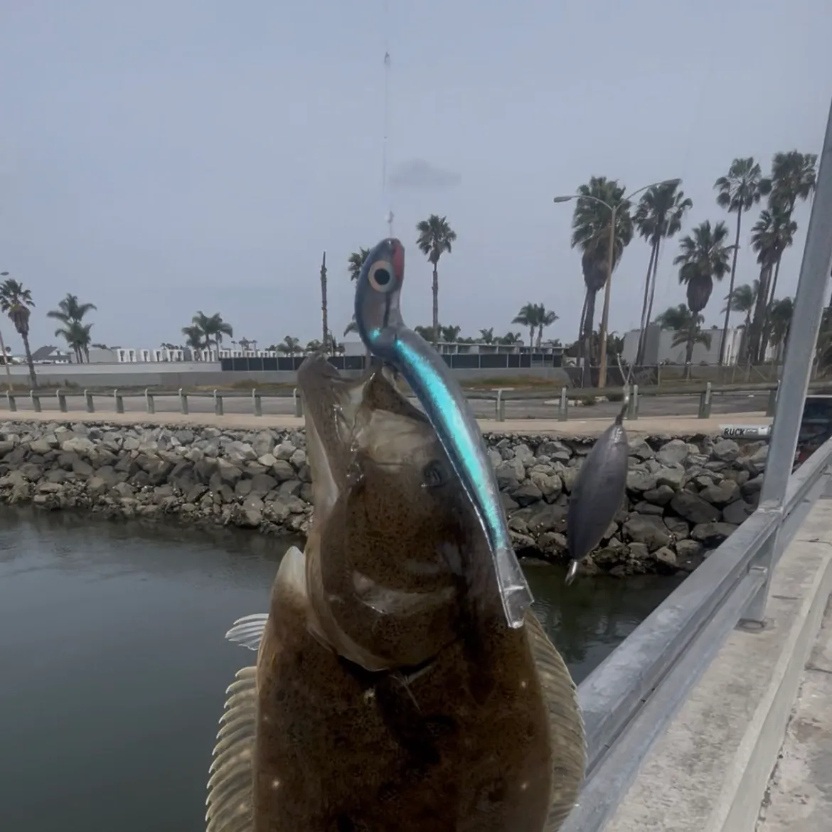 The most recent California halibut catches on Fishbrain