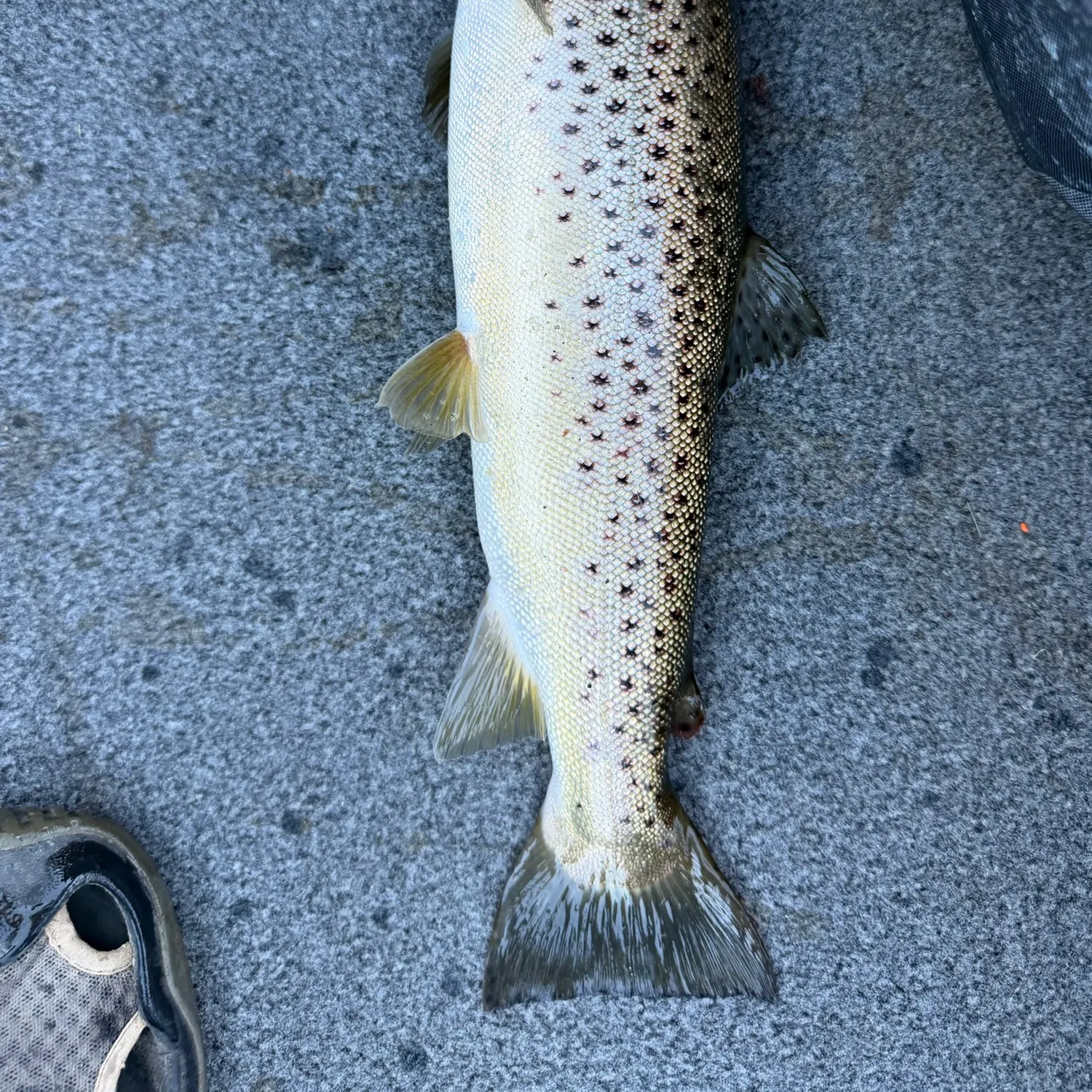 Brown trout caught on Fishbrain