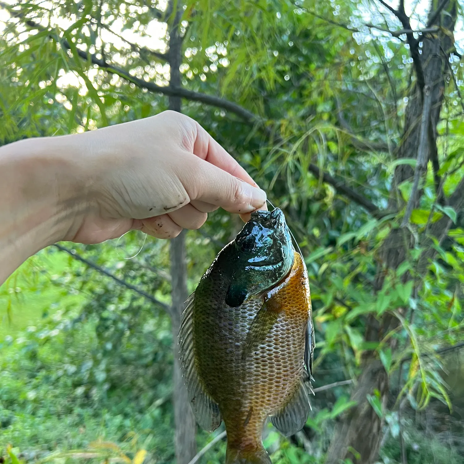 Bluegill caught on Fishbrain