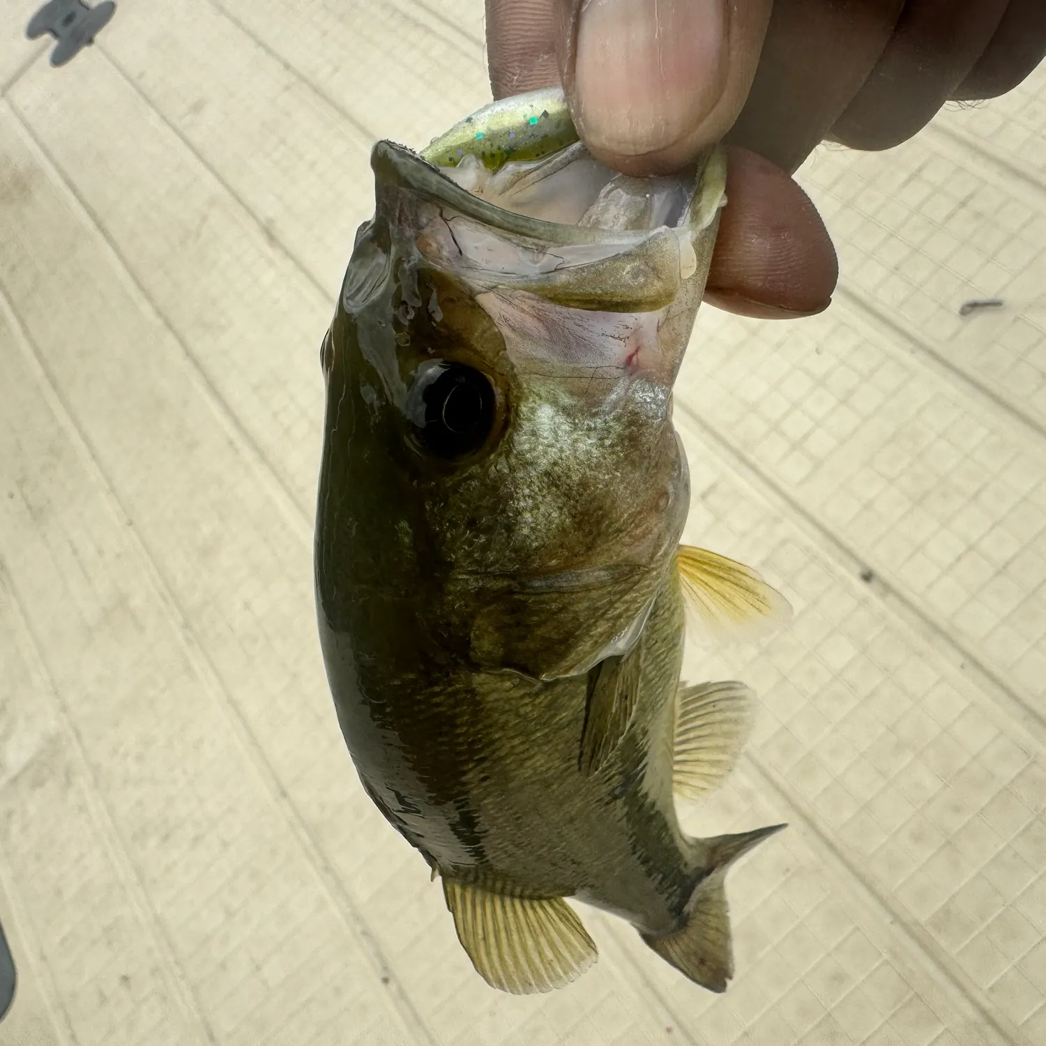 Fish caught on Fishbrain
