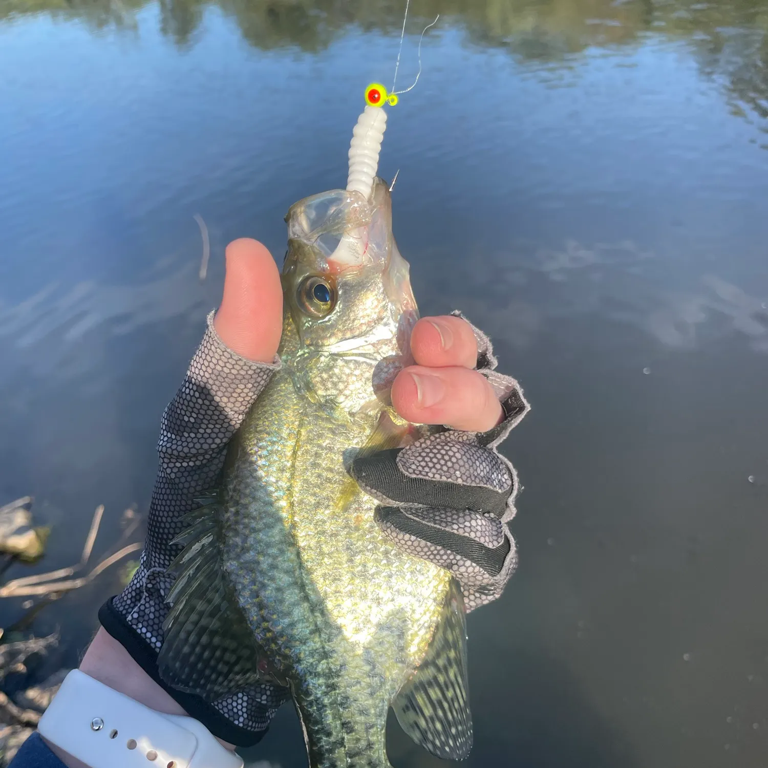 Black crappie caught on Fishbrain