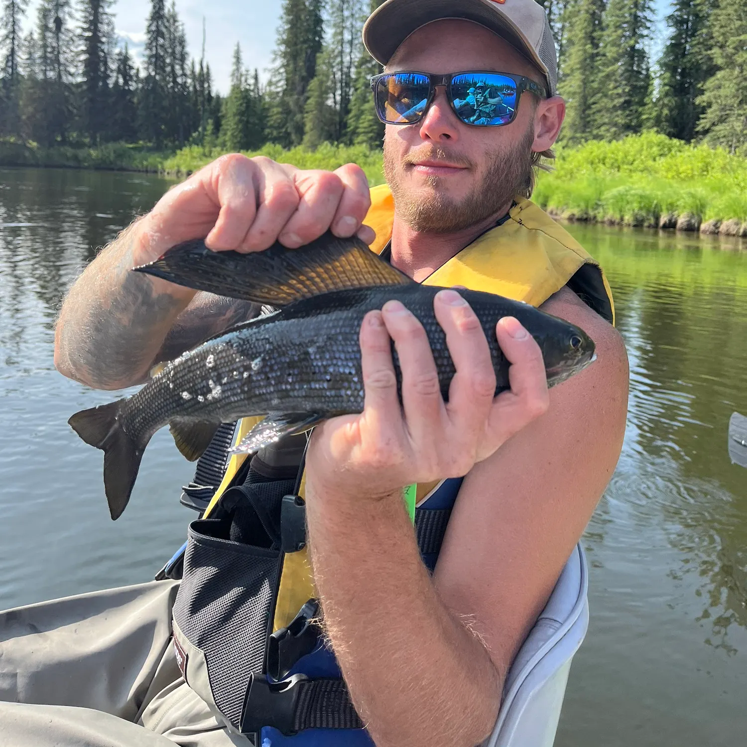 Arctic grayling caught on Fishbrain