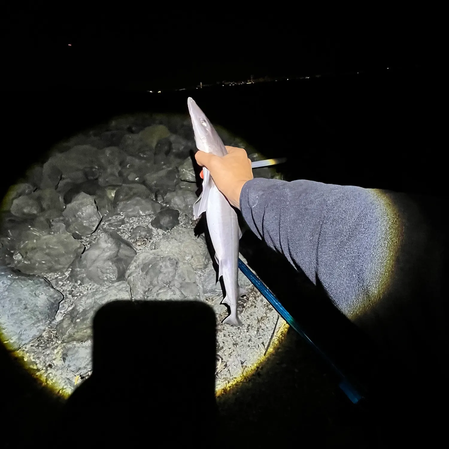 The most recent Pacific sharpnose shark catches on Fishbrain