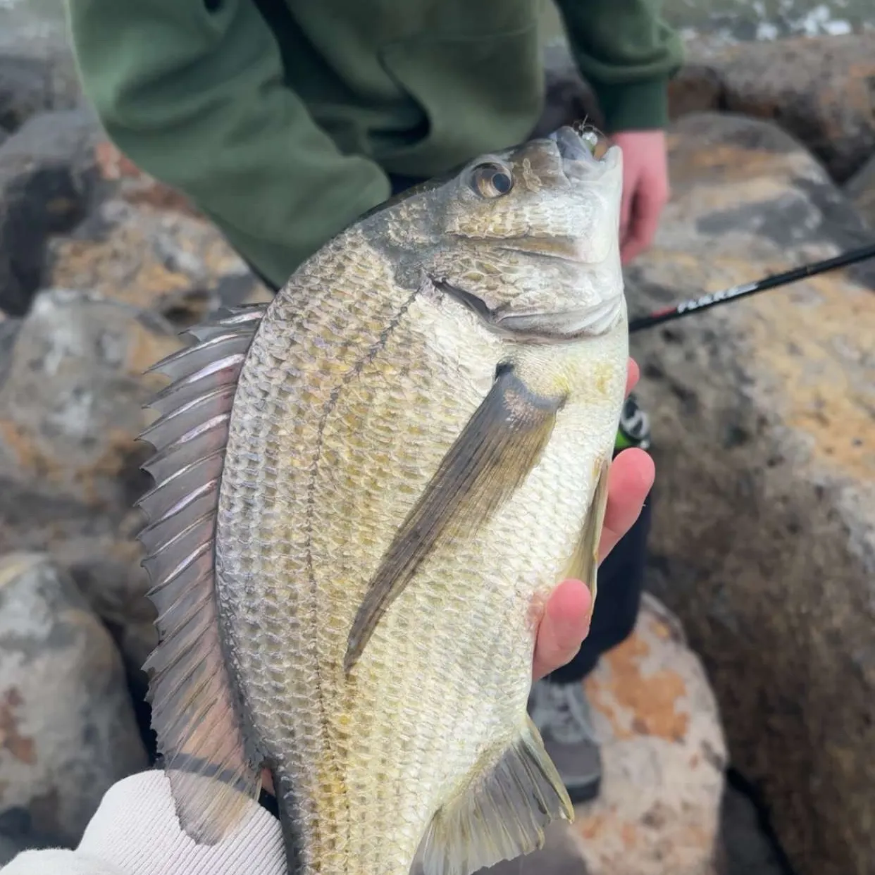 The most recent Southern black bream catches on Fishbrain