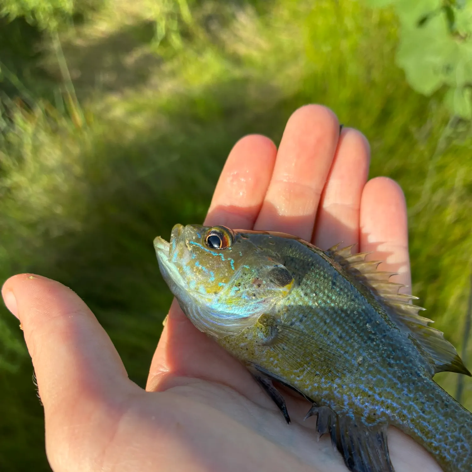 Green sunfish caught on Fishbrain