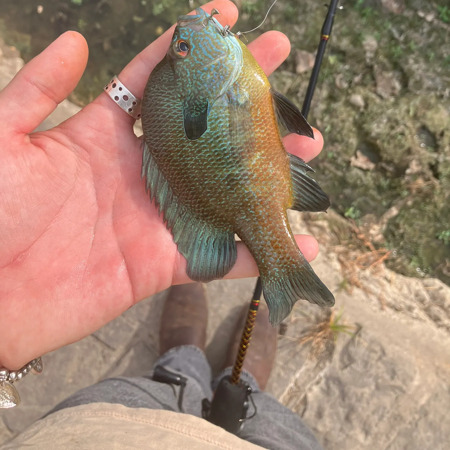Longear sunfish caught on Fishbrain