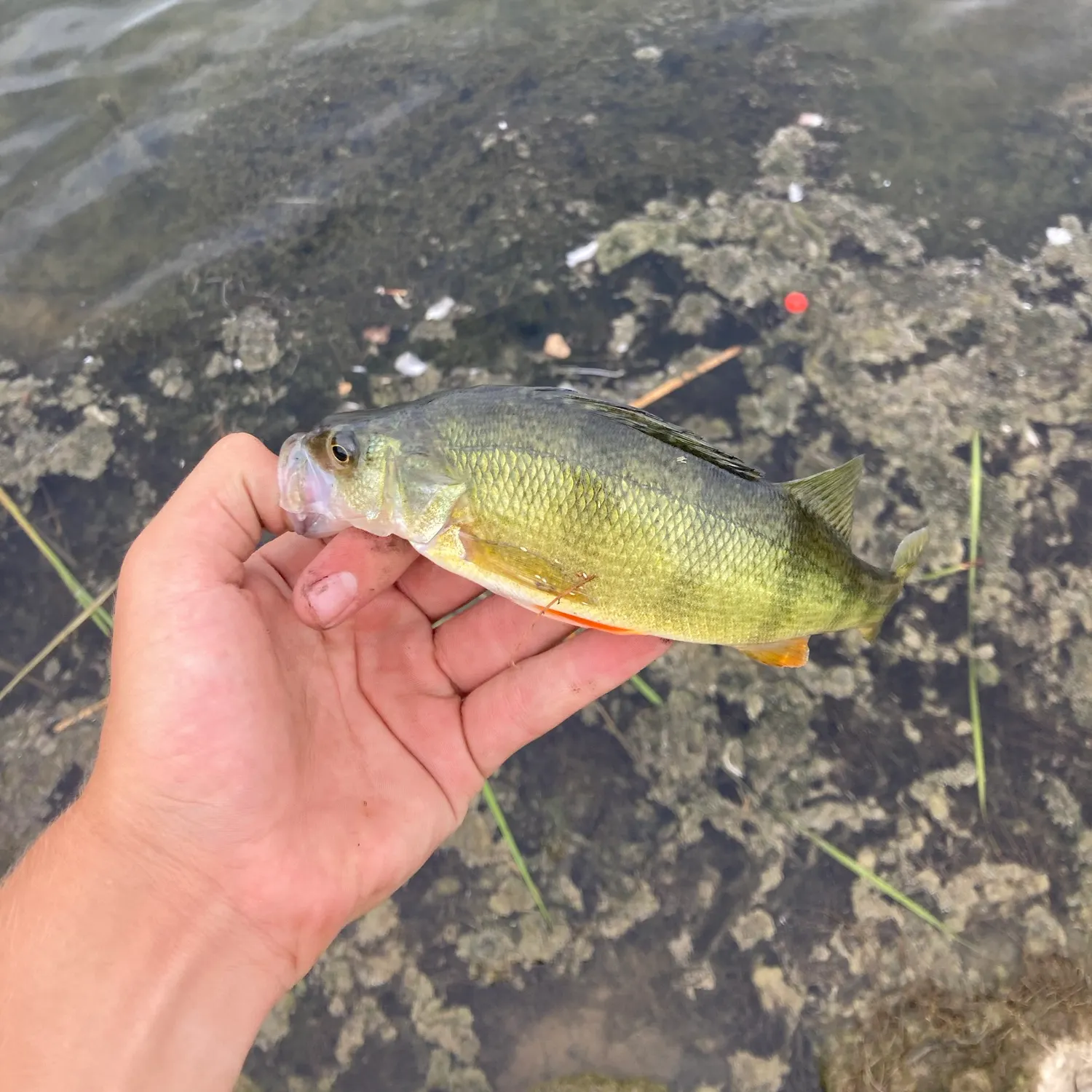 Yellow perch caught on Fishbrain
