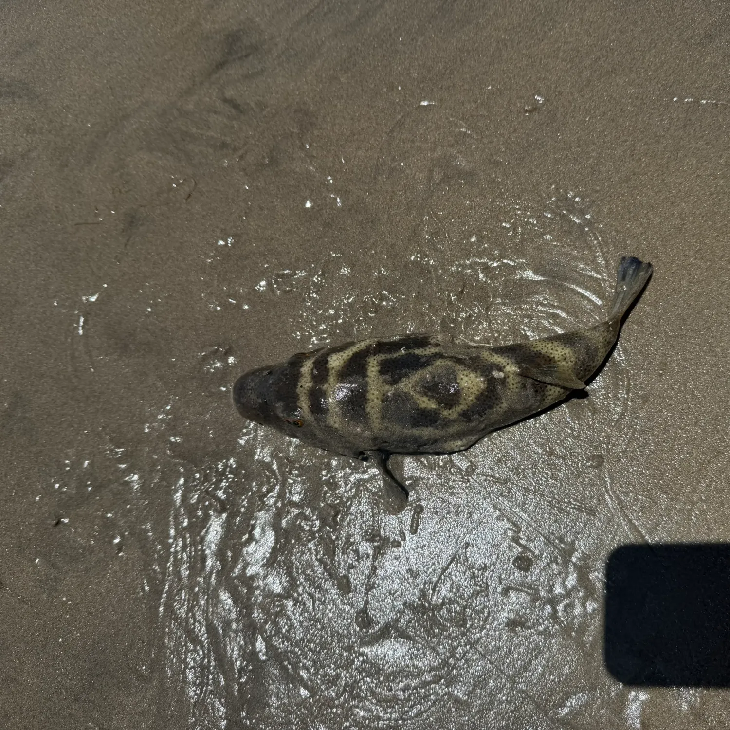 The most recent Bullseye puffer catches on Fishbrain