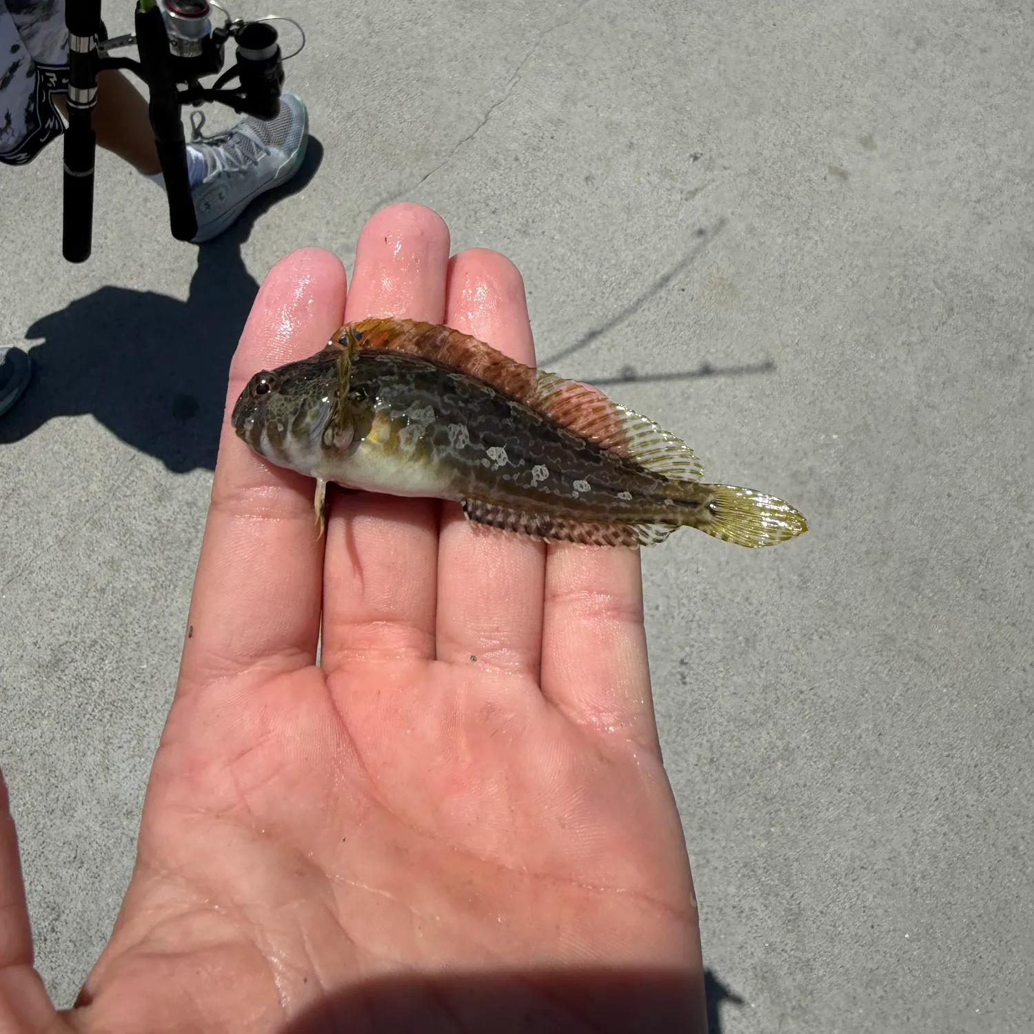 The most recent Bay blenny catches on Fishbrain