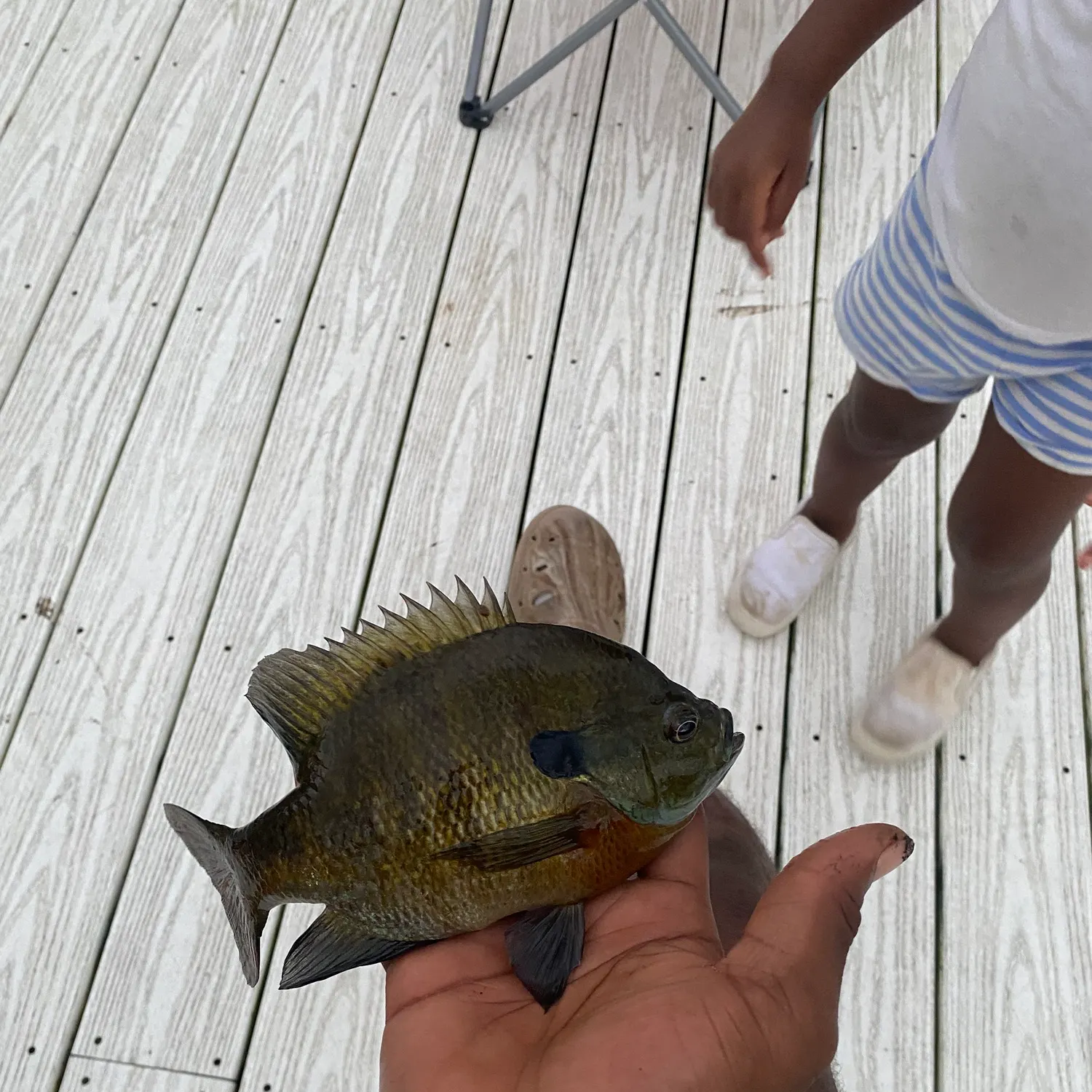 Bluegill caught on Fishbrain