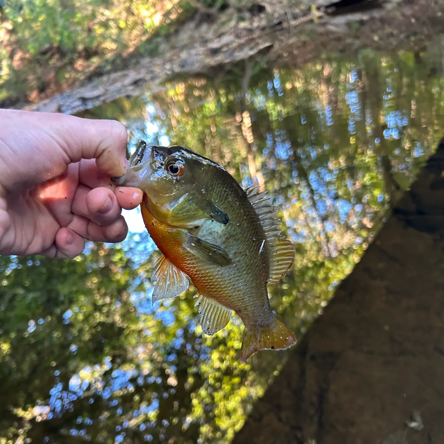 Redbreast sunfish caught on Fishbrain