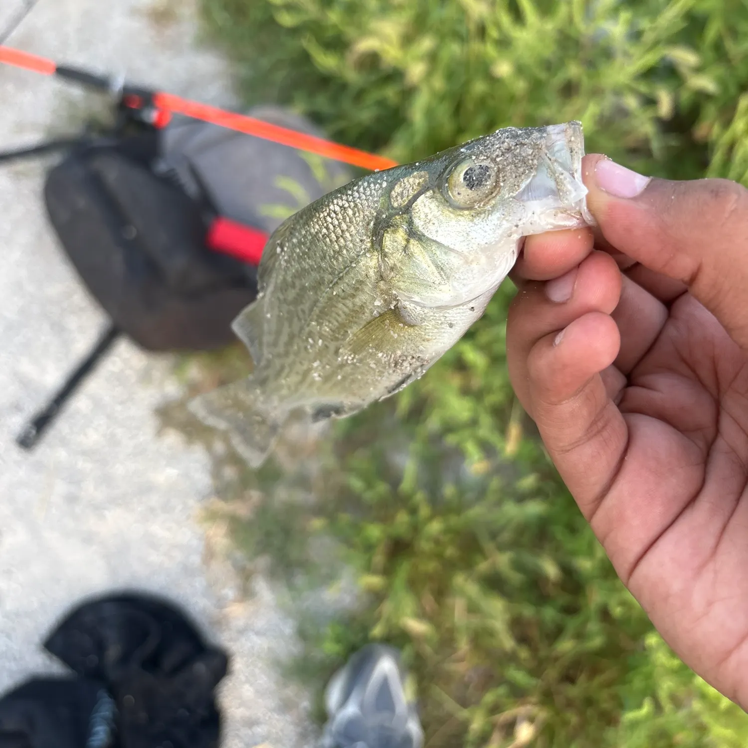 White perch caught on Fishbrain