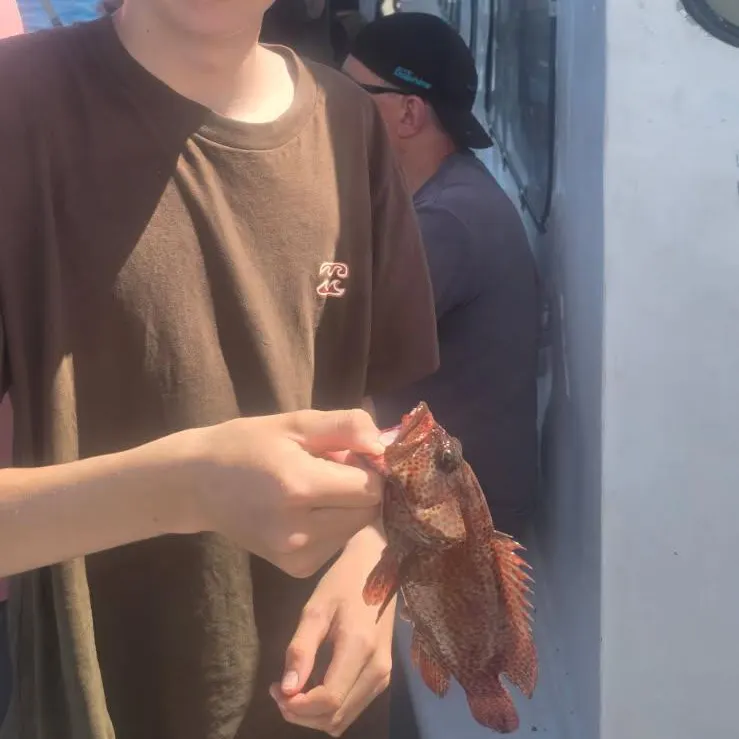 The most recent Speckled hind catches on Fishbrain