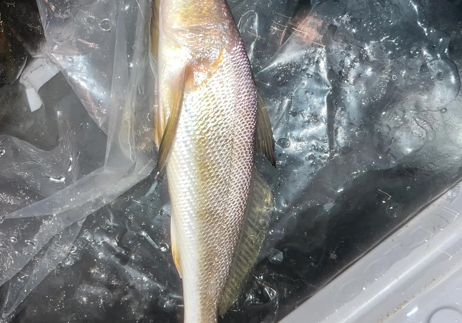 Gulf kingcroaker