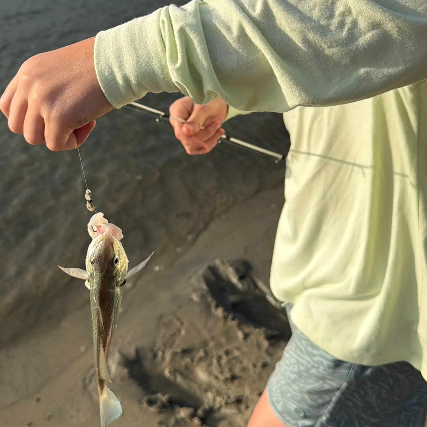 Spotfin croaker caught on Fishbrain
