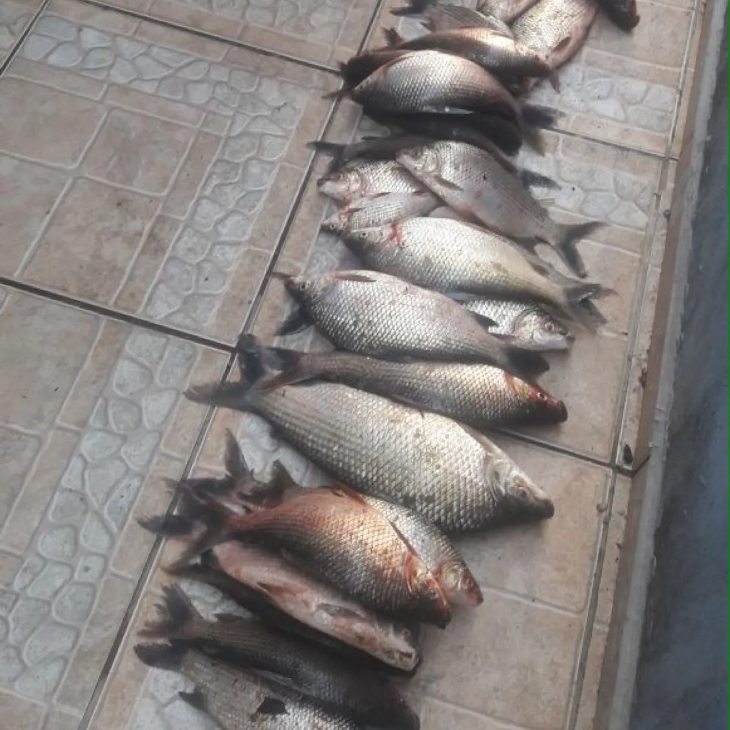 recently logged catches