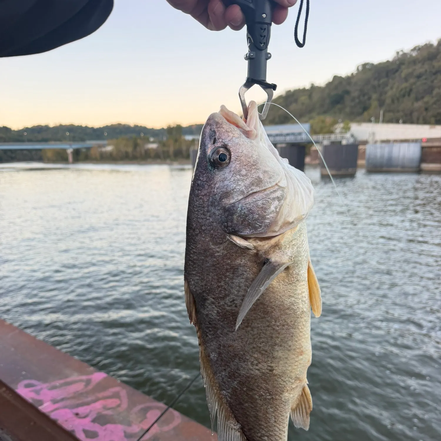 Freshwater drum caught on Fishbrain