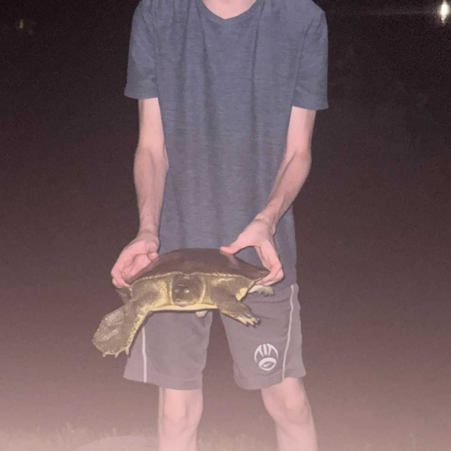 Smooth softshell turtle caught on Fishbrain