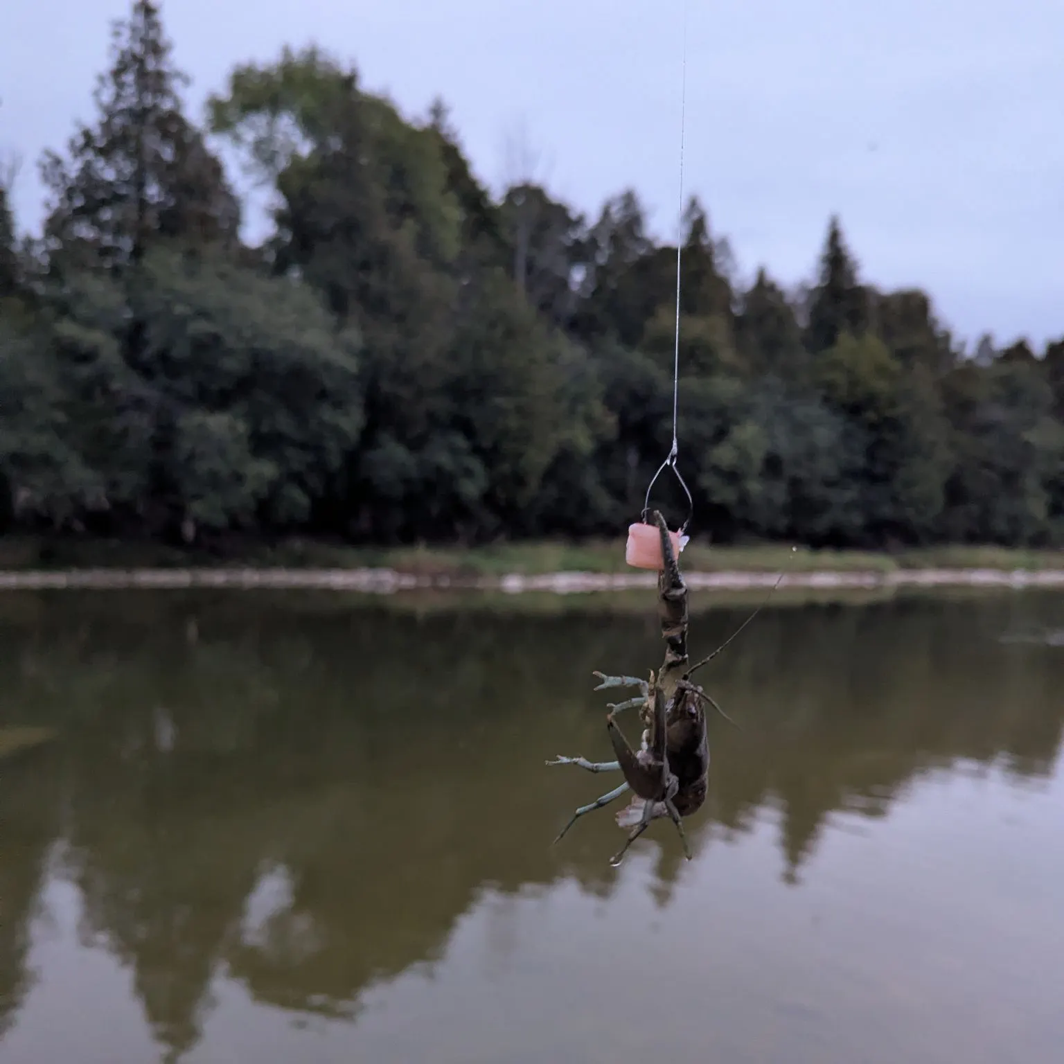 The most recent Virile crayfish catches on Fishbrain