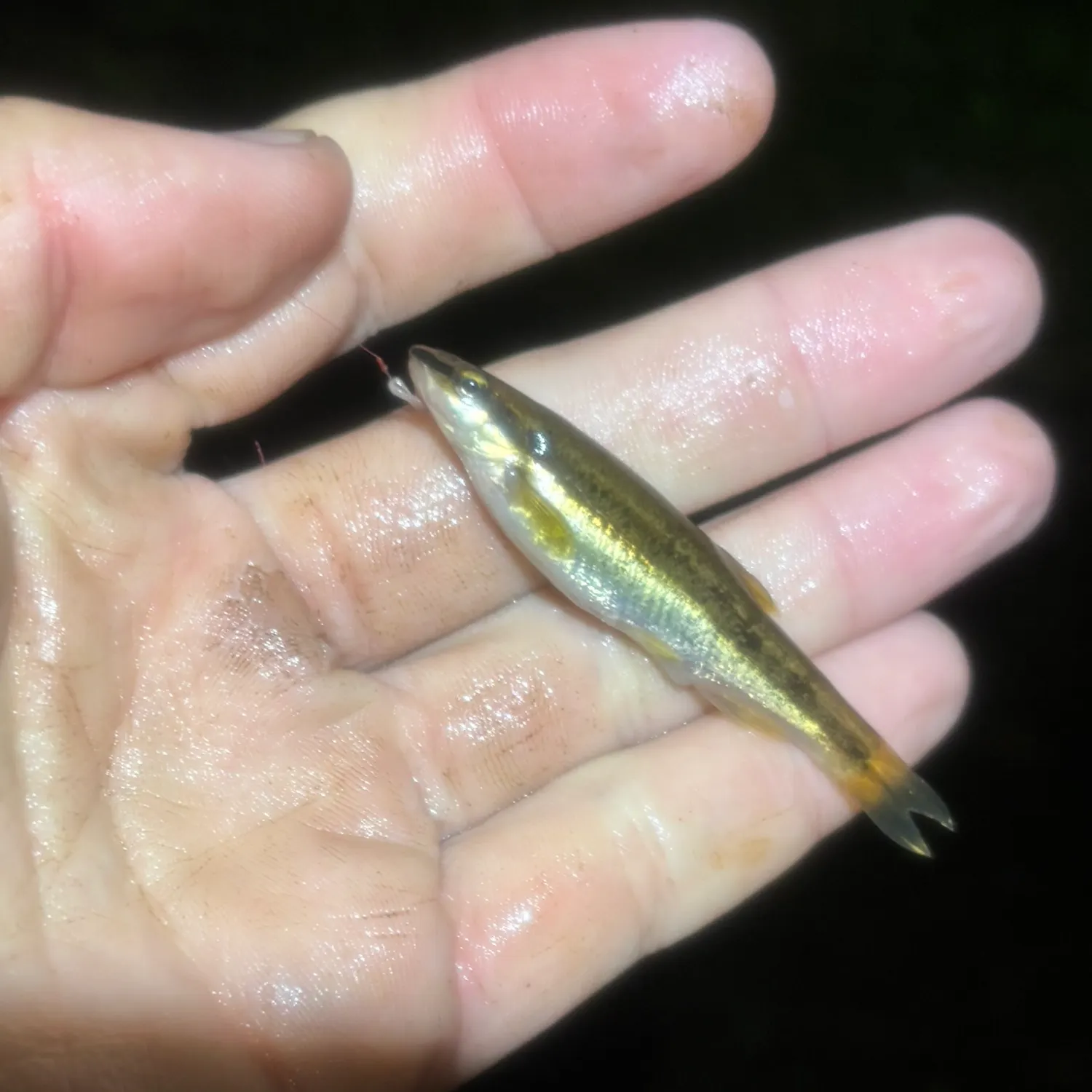 The most recent Eastern blacknose dace catches on Fishbrain