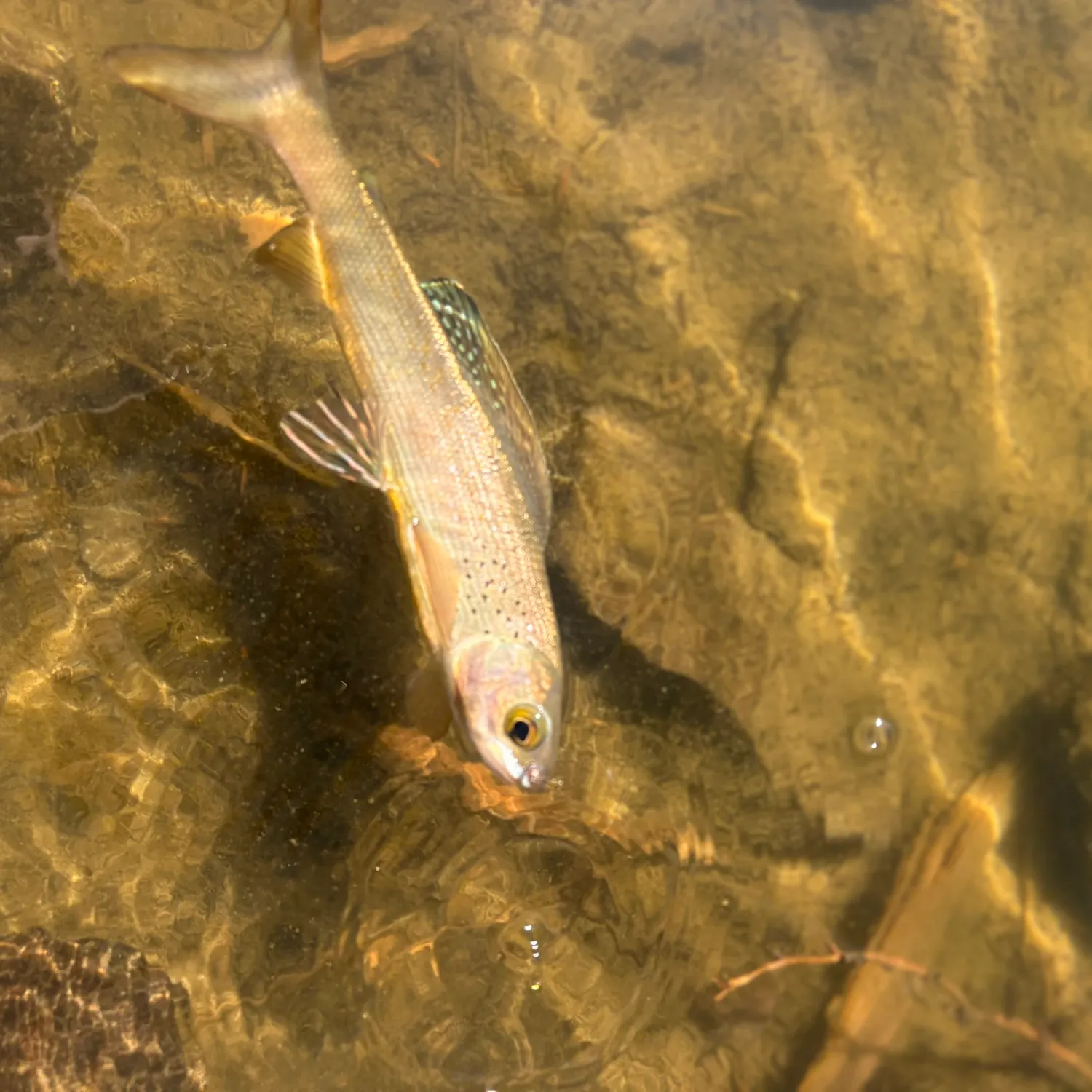 Arctic grayling caught on Fishbrain