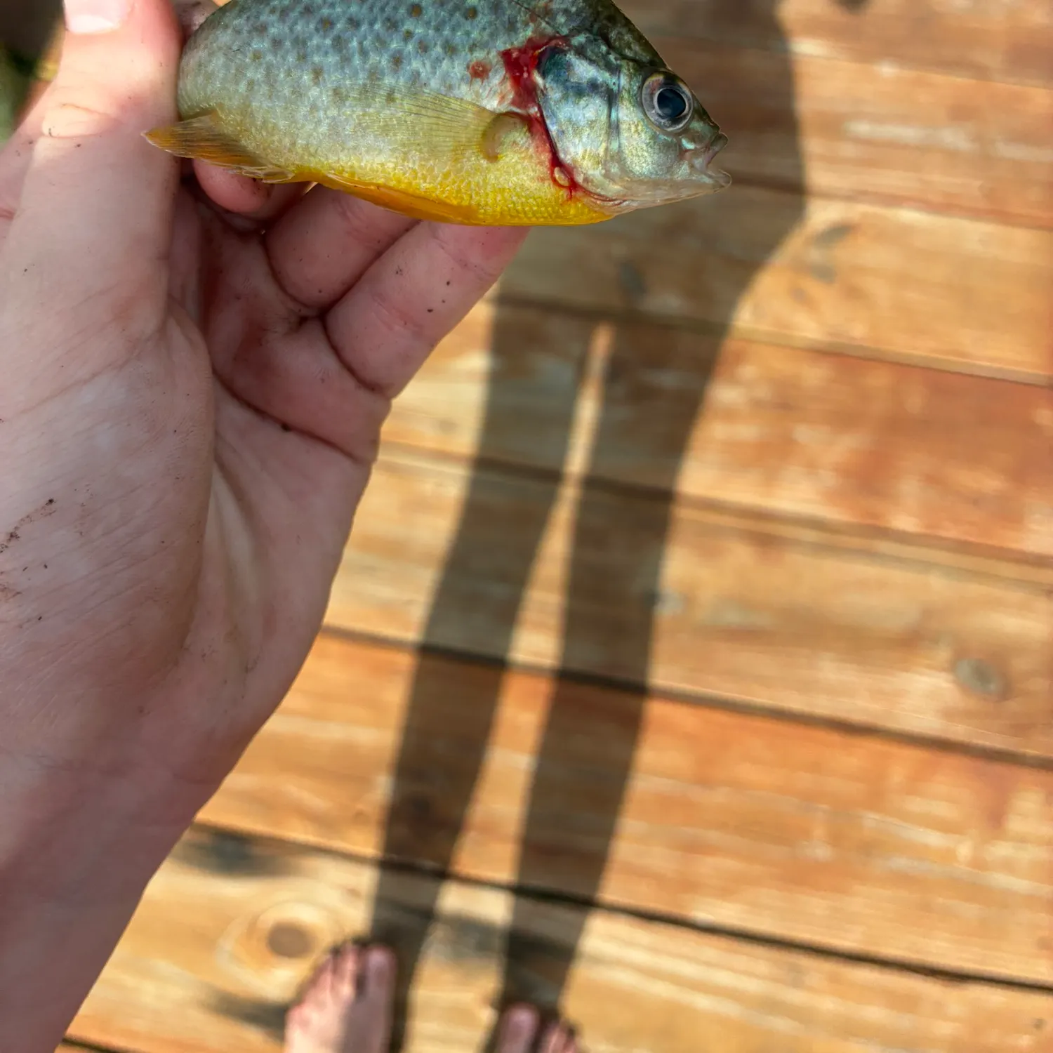 Bluegill caught on Fishbrain