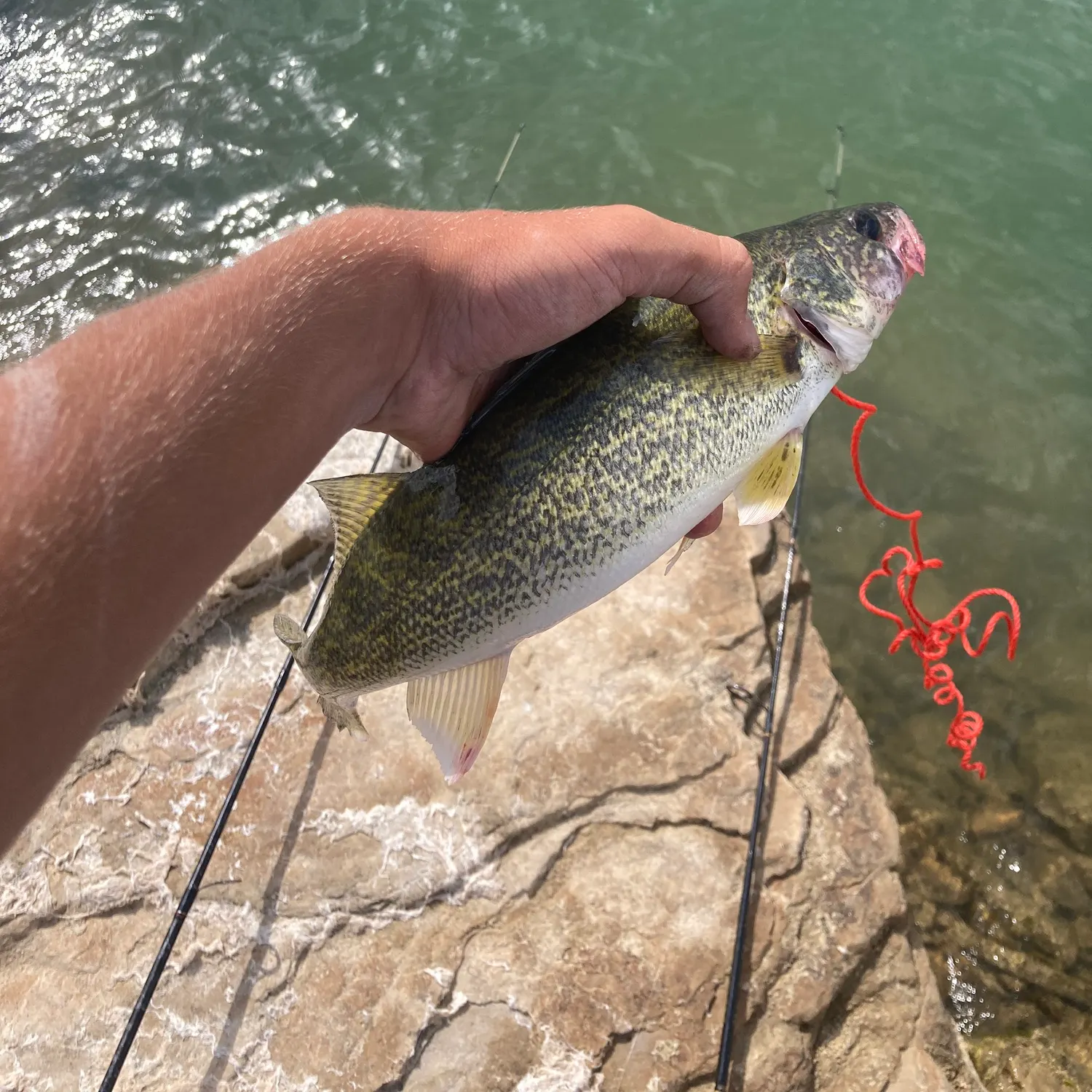 Walleye caught on Fishbrain