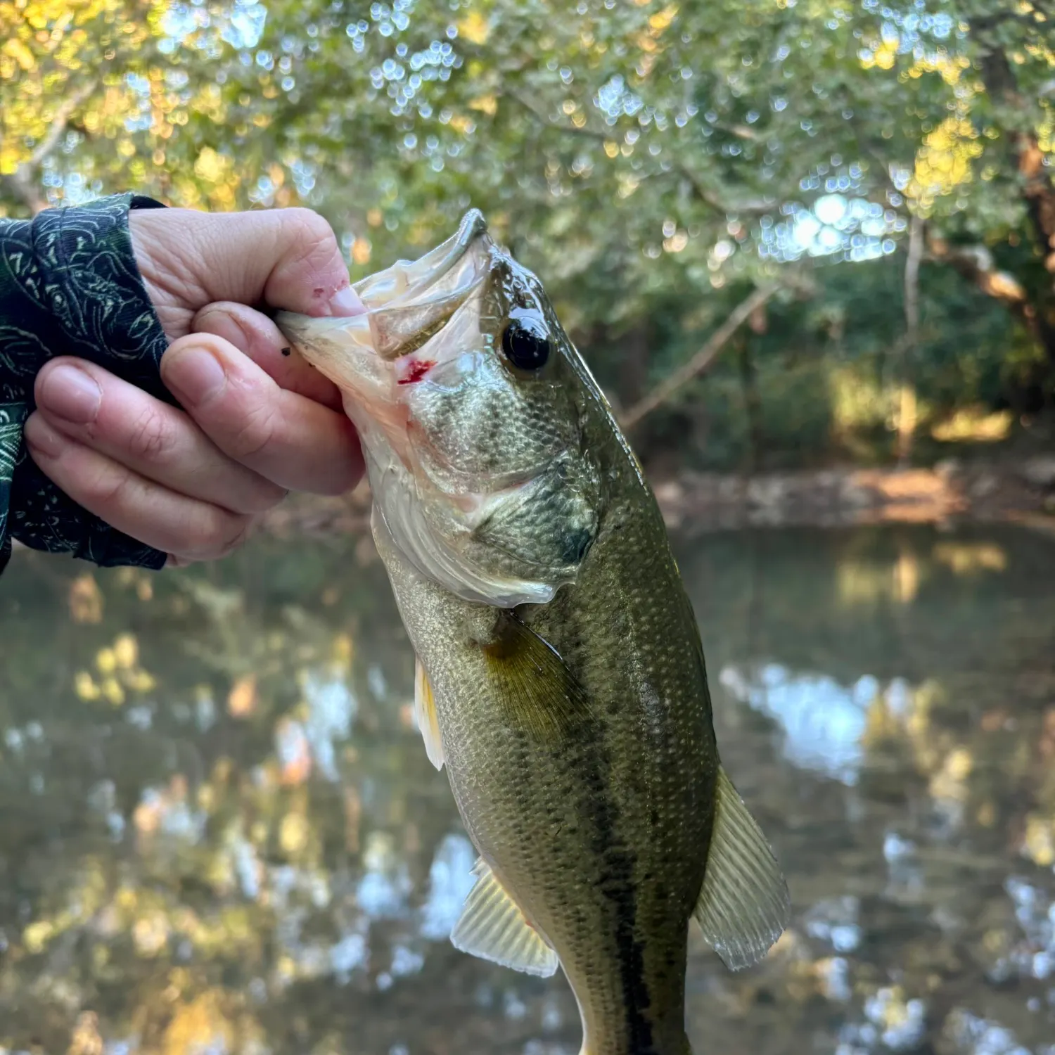 Largemouth bass caught on Fishbrain