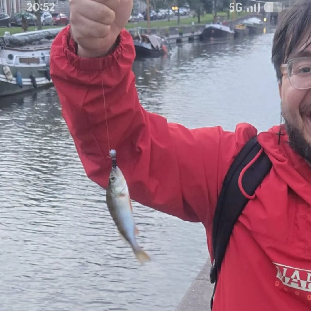 European perch caught on Fishbrain
