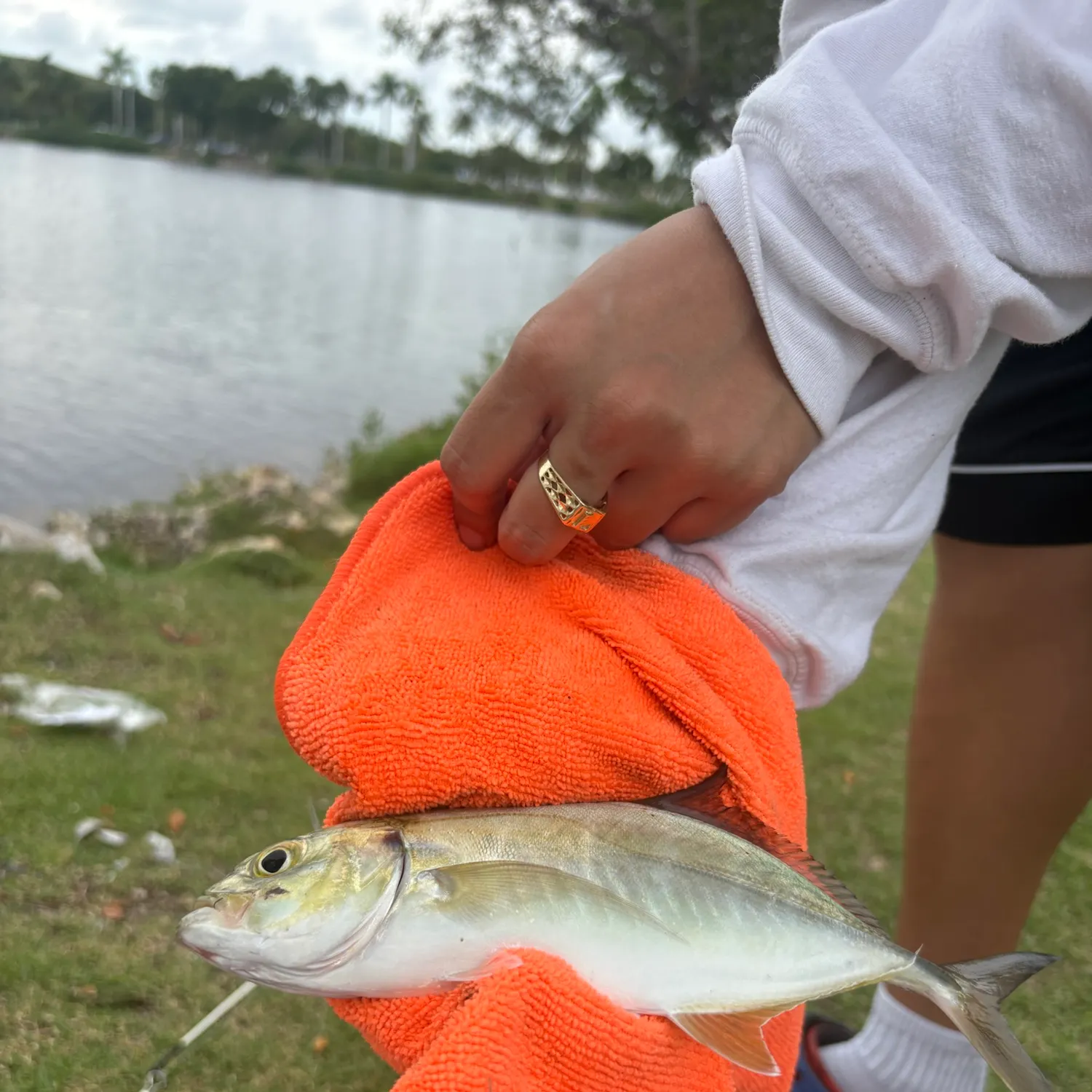 Blue runner caught on Fishbrain