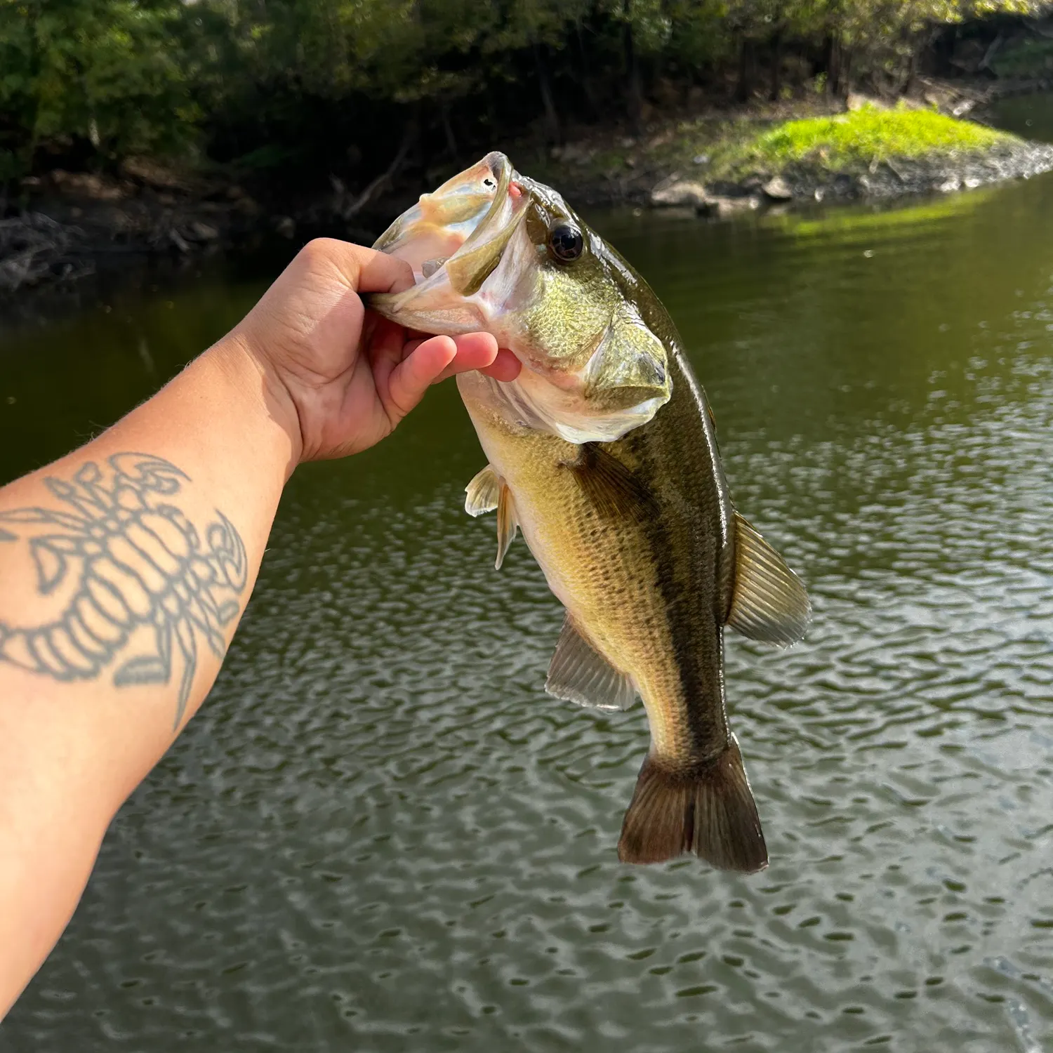 Largemouth bass caught on Fishbrain