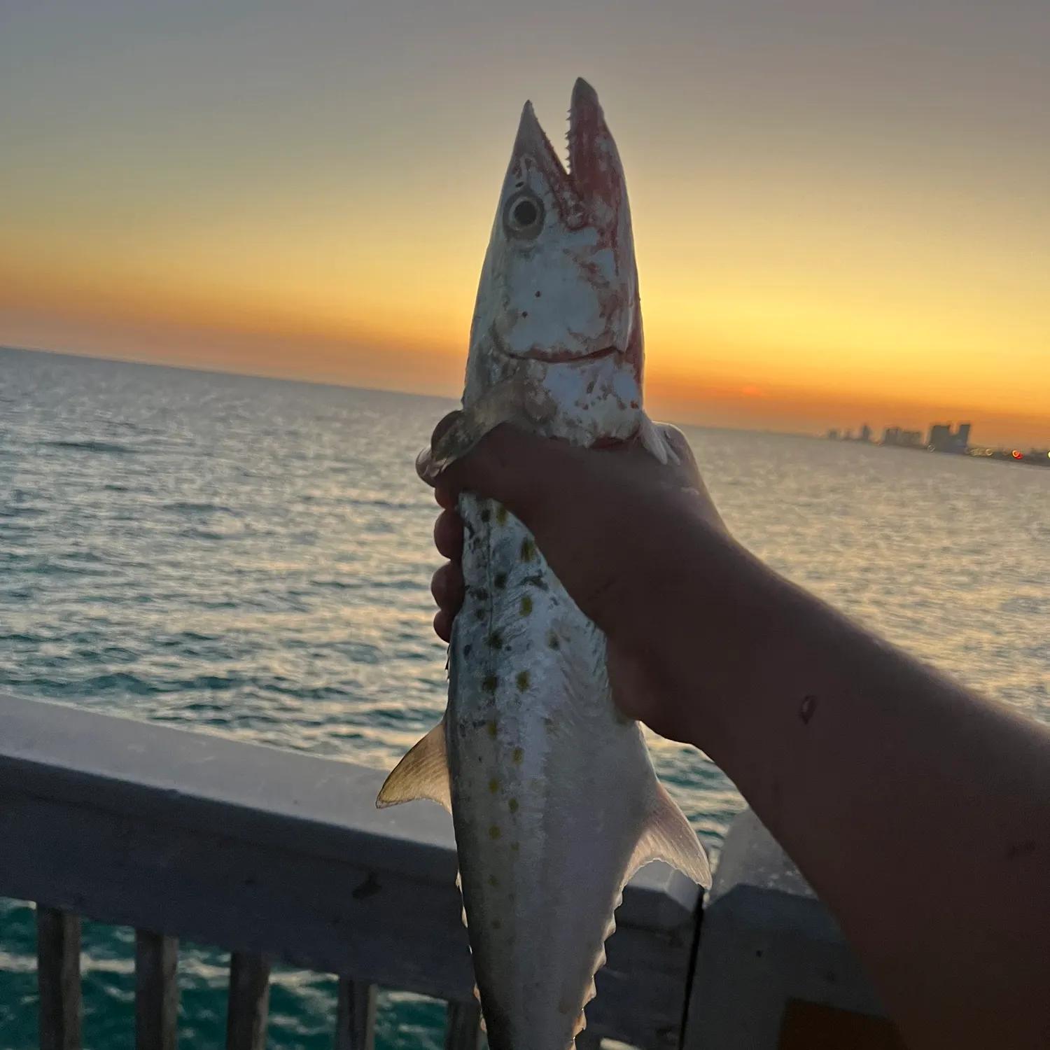 Spanish mackerel caught on Fishbrain