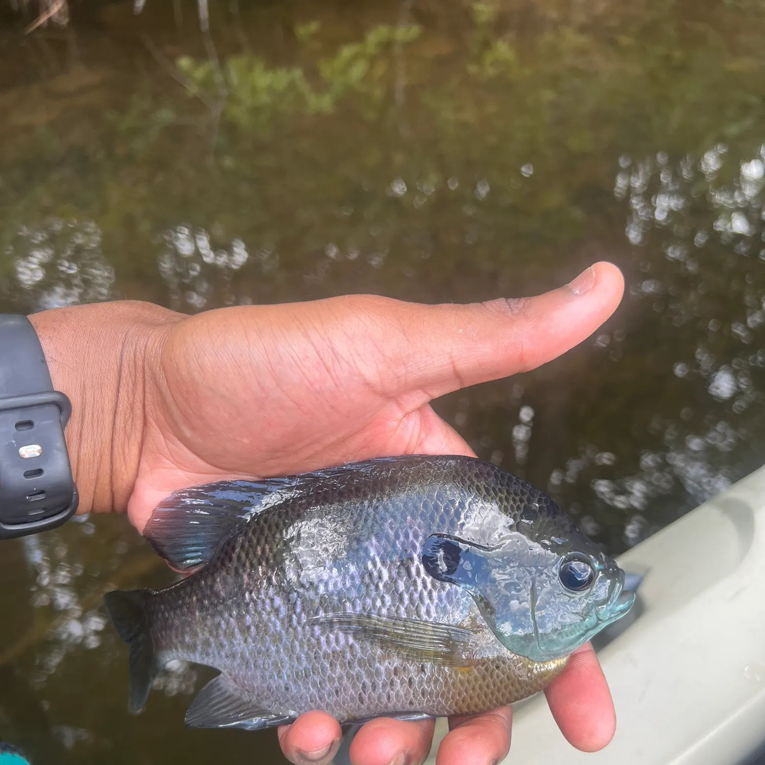 catch
