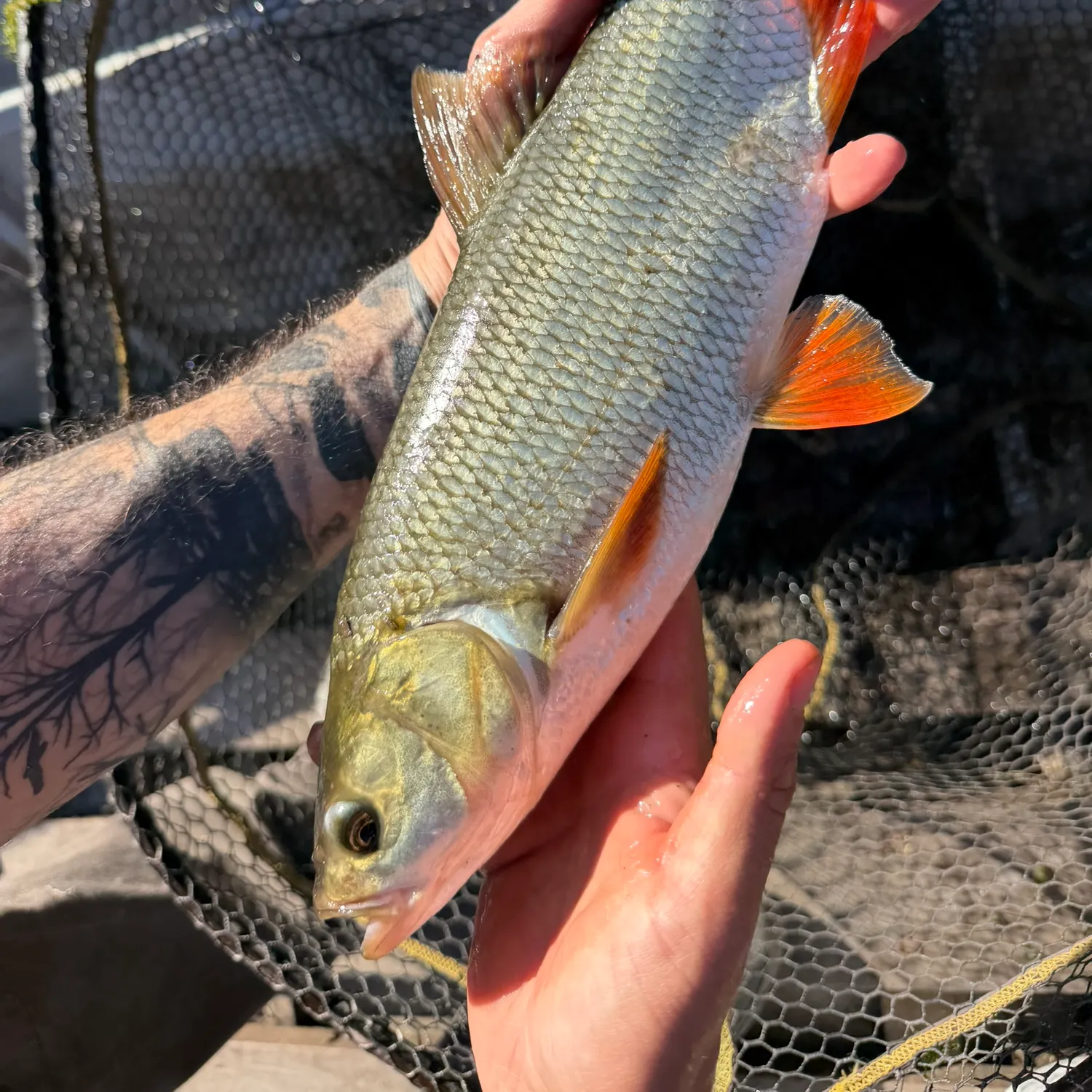 catch